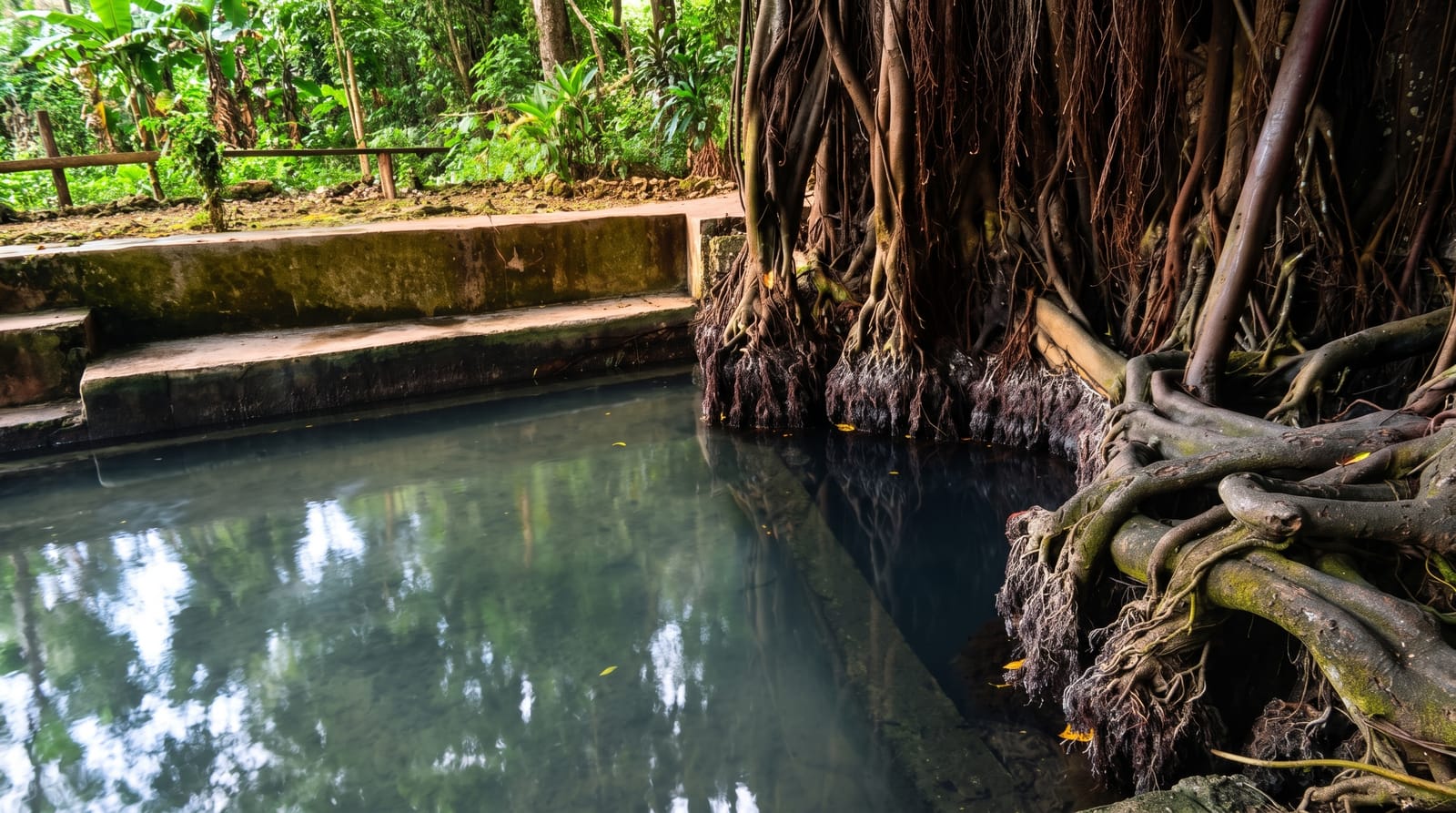 Old Enchanted Balete Tree