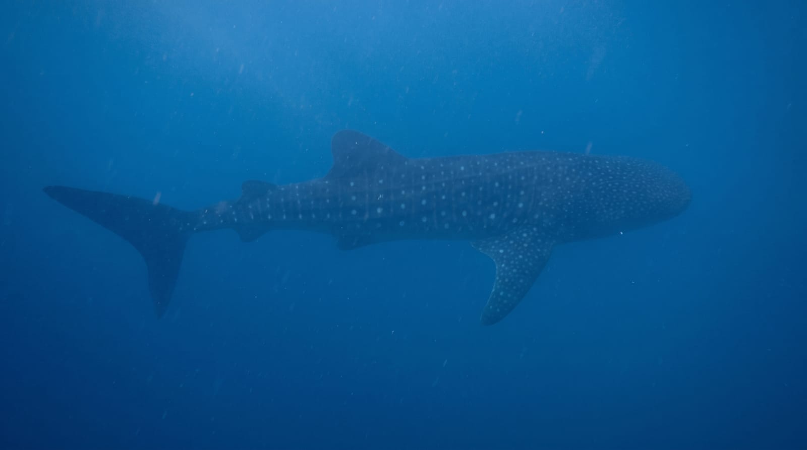 Oslob Whale Sharks