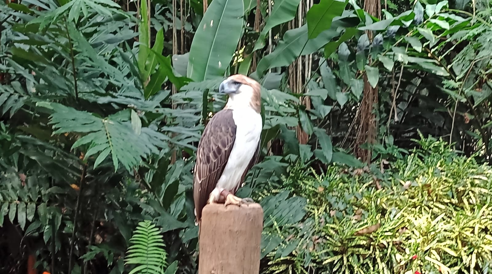 The Philippine Eagle Center
