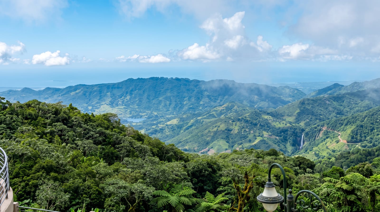 Toro Negro Forest