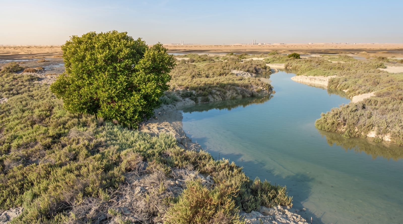 Al Thakira Mangroves