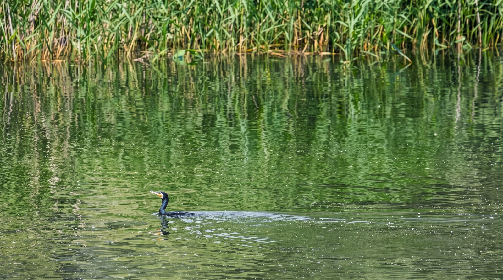 The Danube Delta