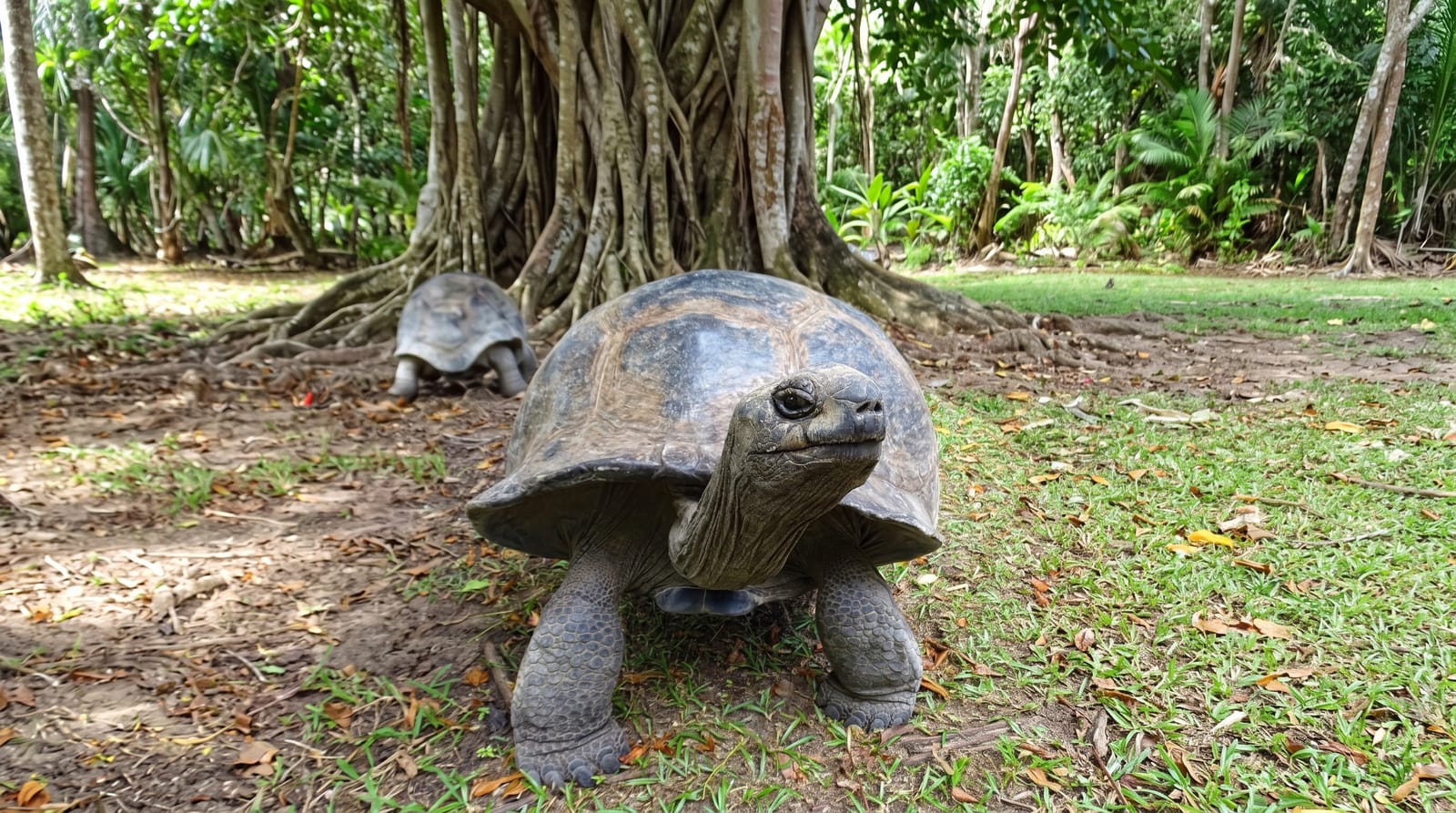 Curieuse and the Giant Tortoises