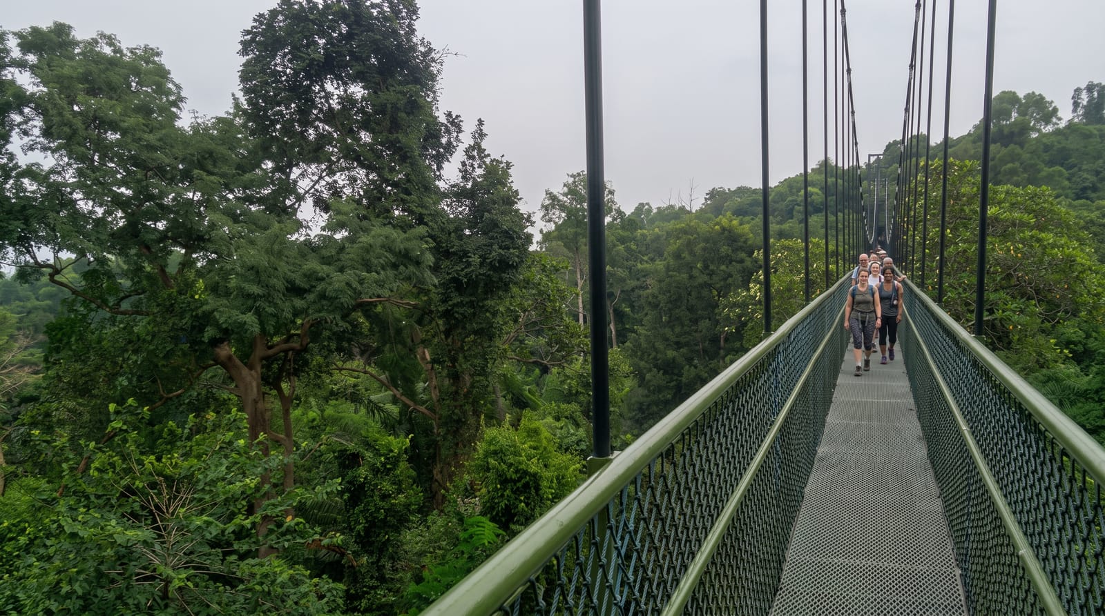 MacRitchie and the TreeTop Walk