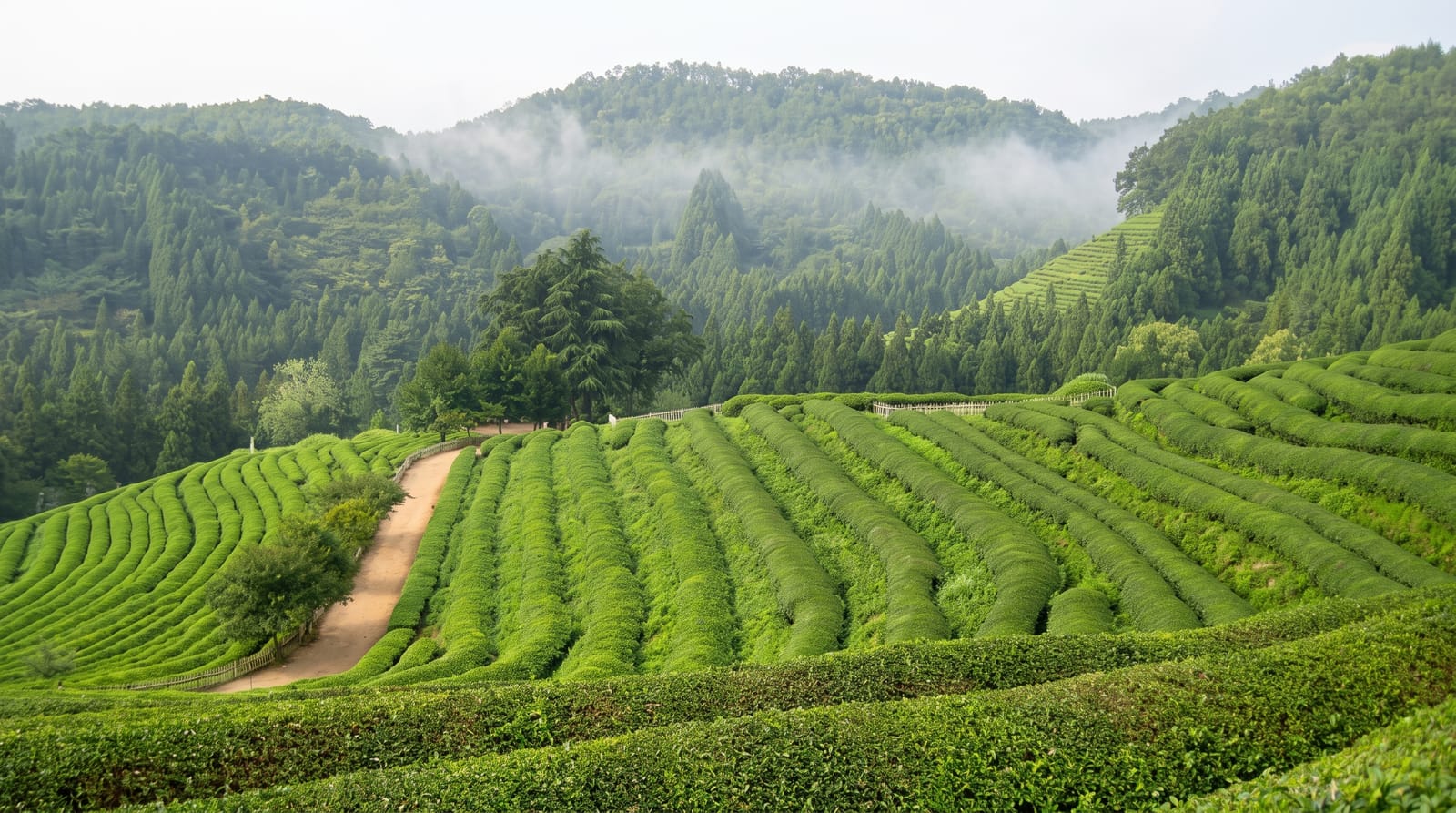 Boseong Green Tea Fields
