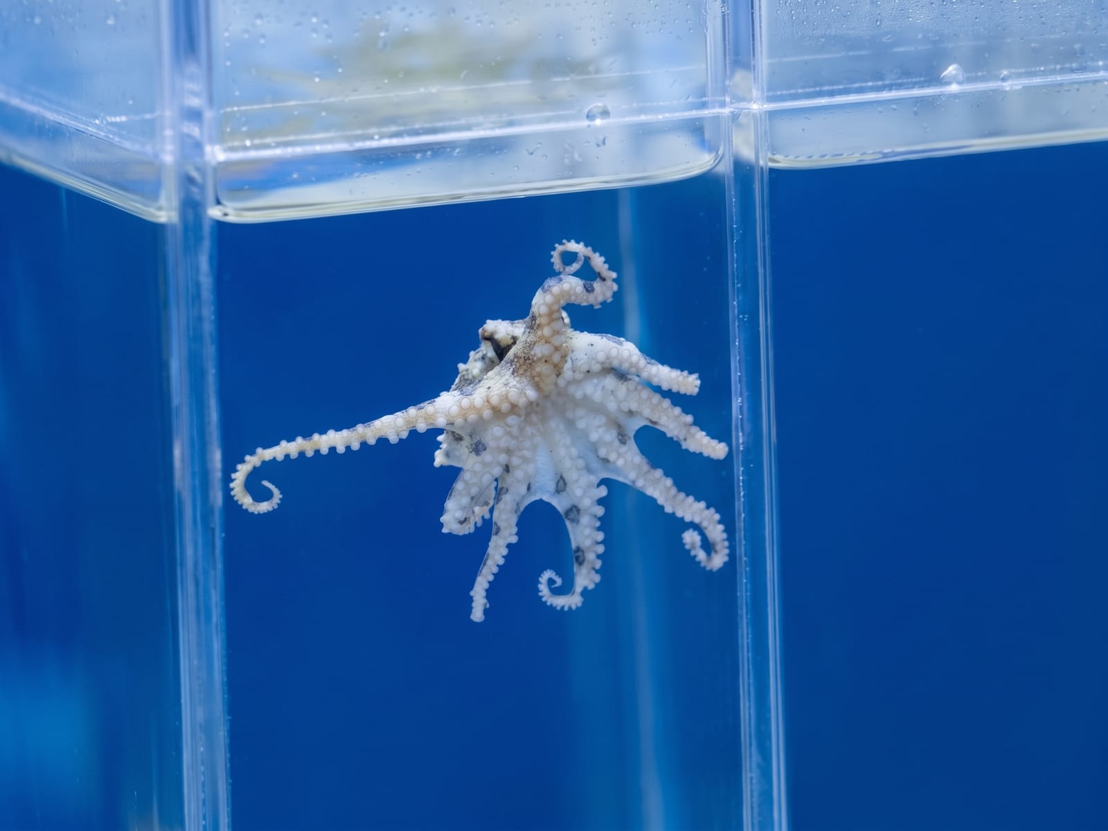 COEX Aquarium