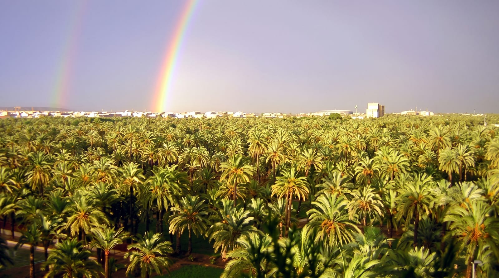 Elche Palm Grove