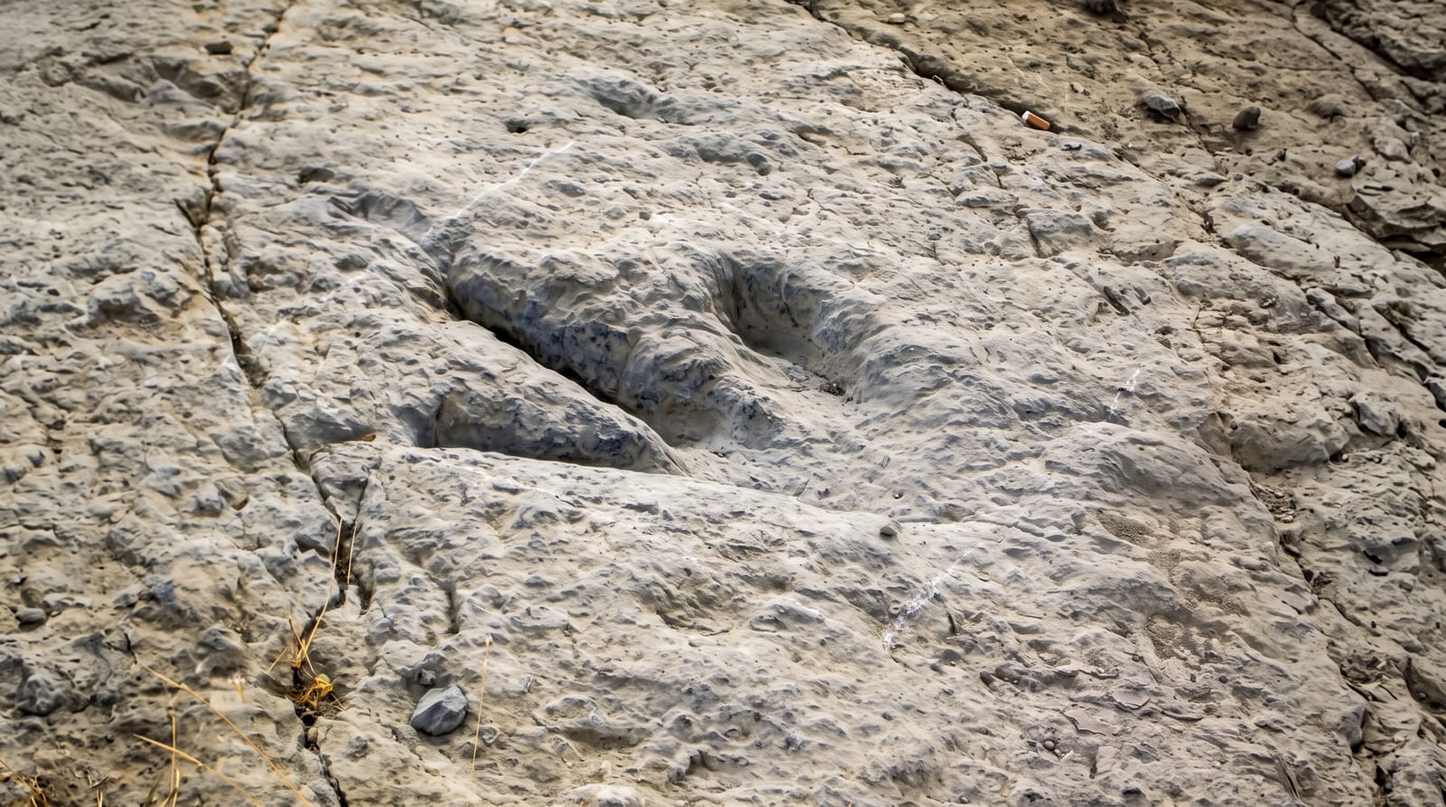 Enciso Dinosaur Footprints