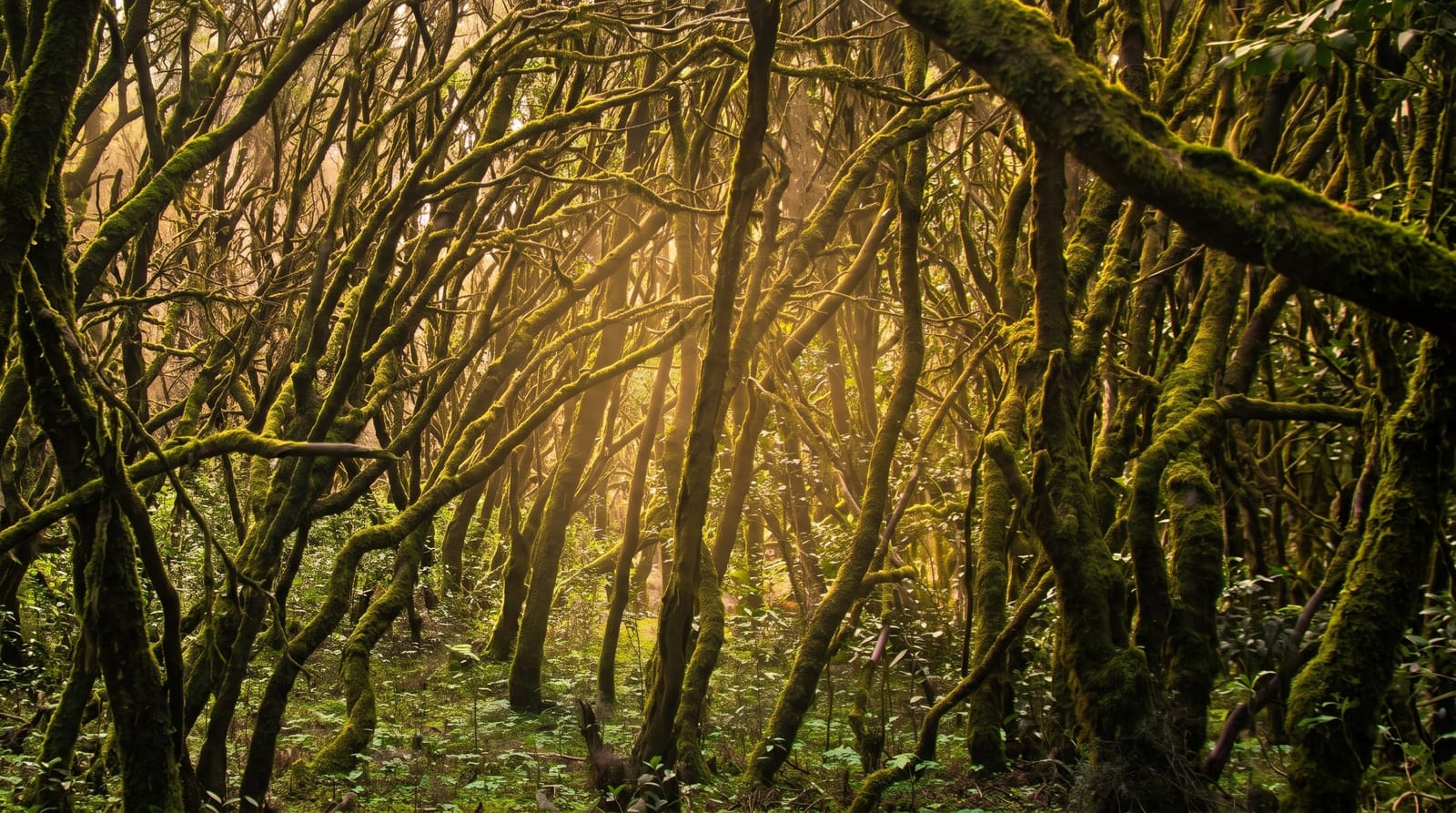 Garajonay National Park