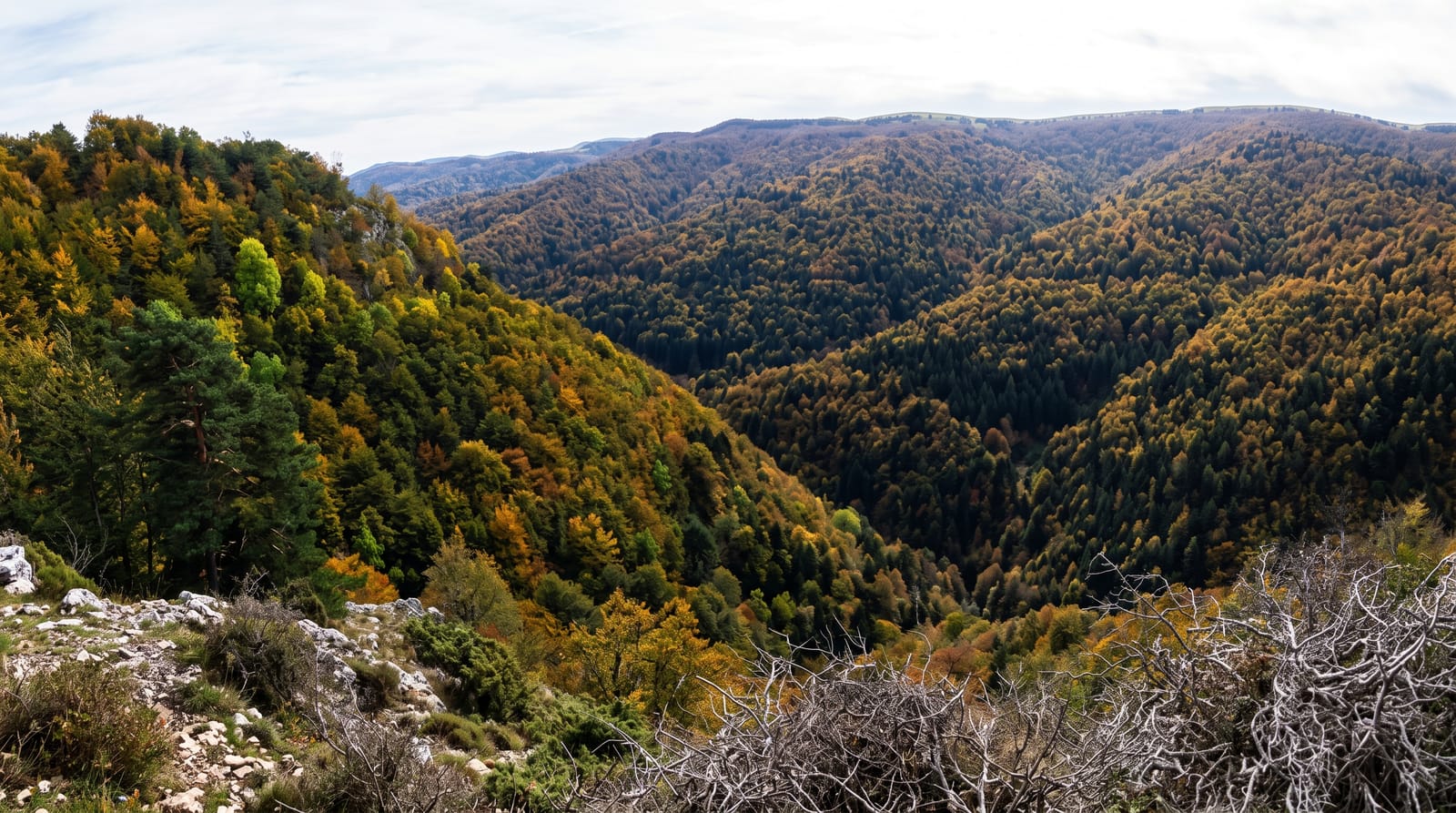 Irati Forest