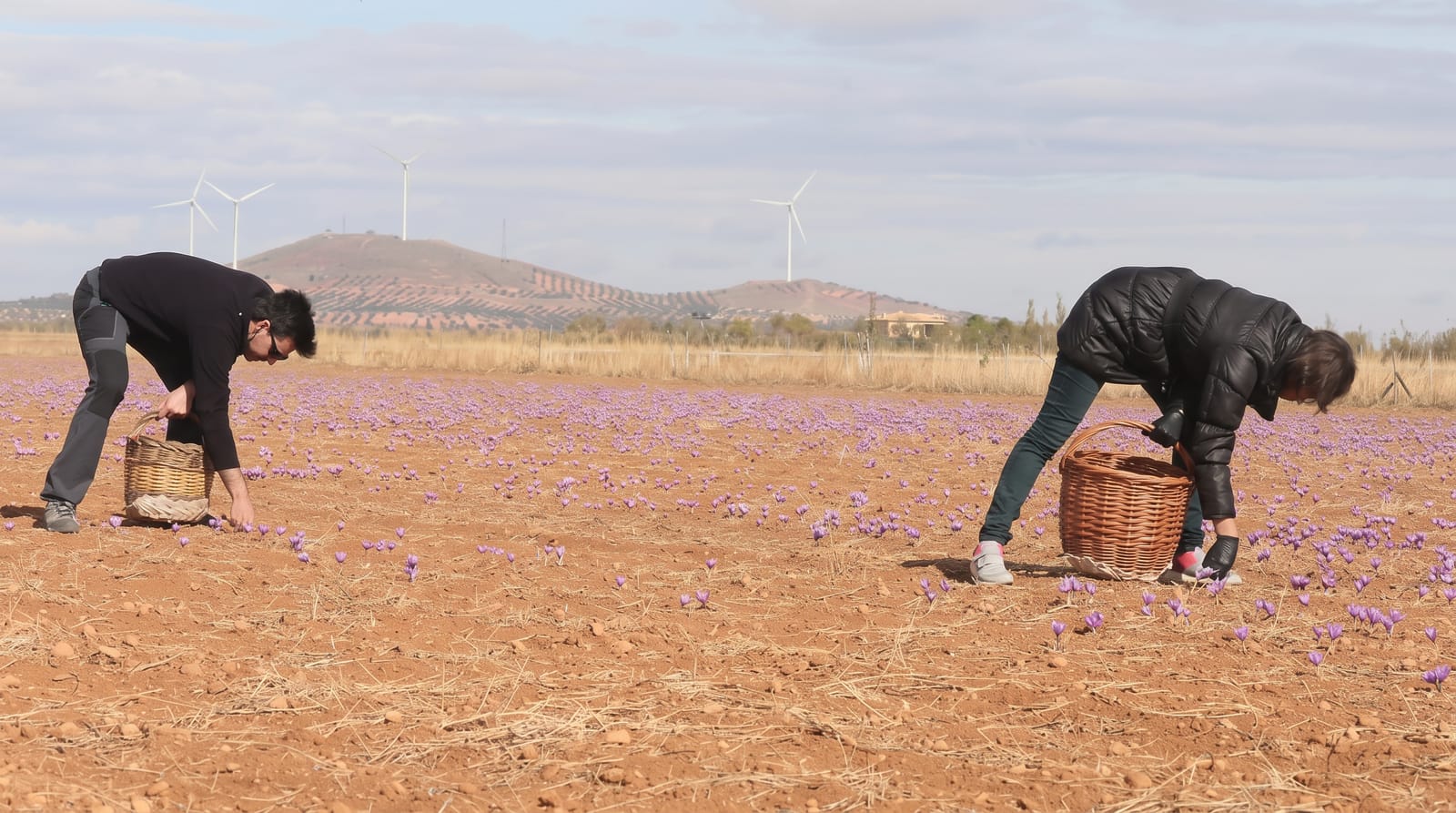 La Mancha Saffron