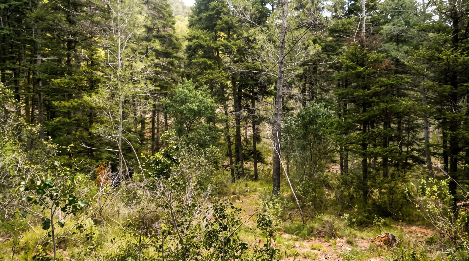 Sierra Espuna