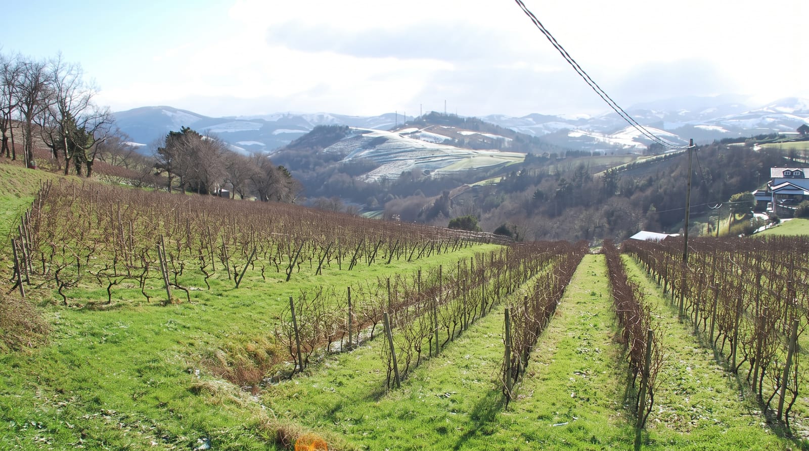 Txakoli
