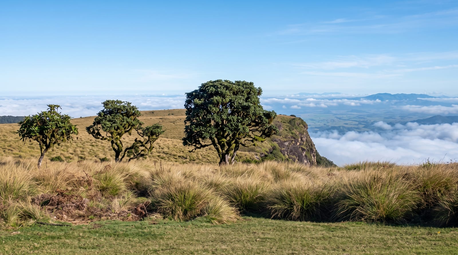 Horton Plains