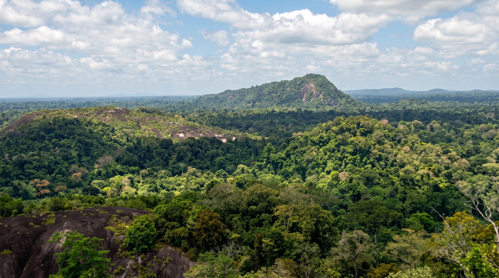 The Central Suriname Nature Reserve