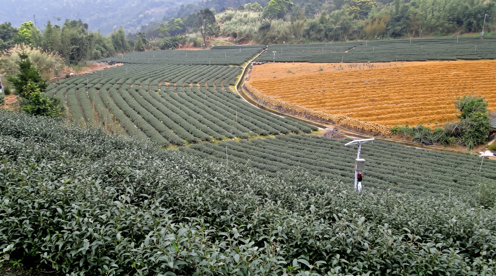 Taiwanese Tea Culture