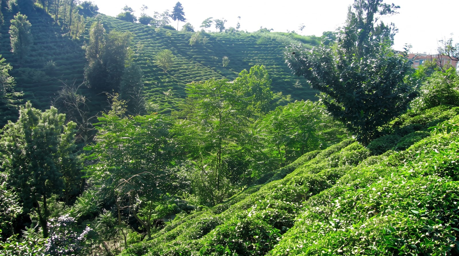 The Tea Gardens of Rize