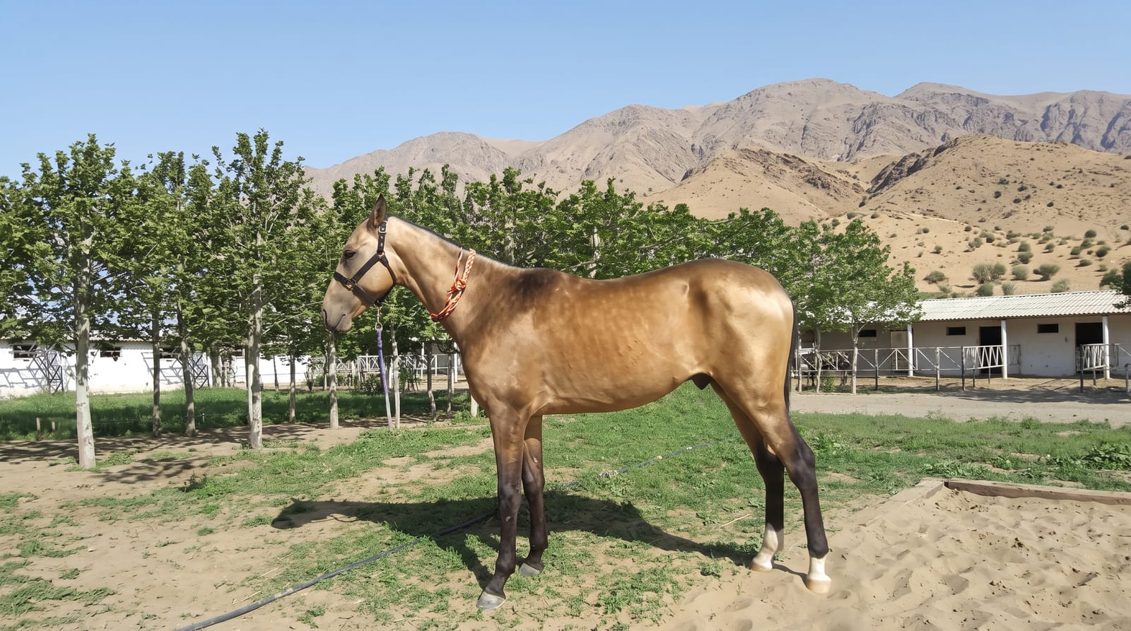 The Akhal-Teke Horses
