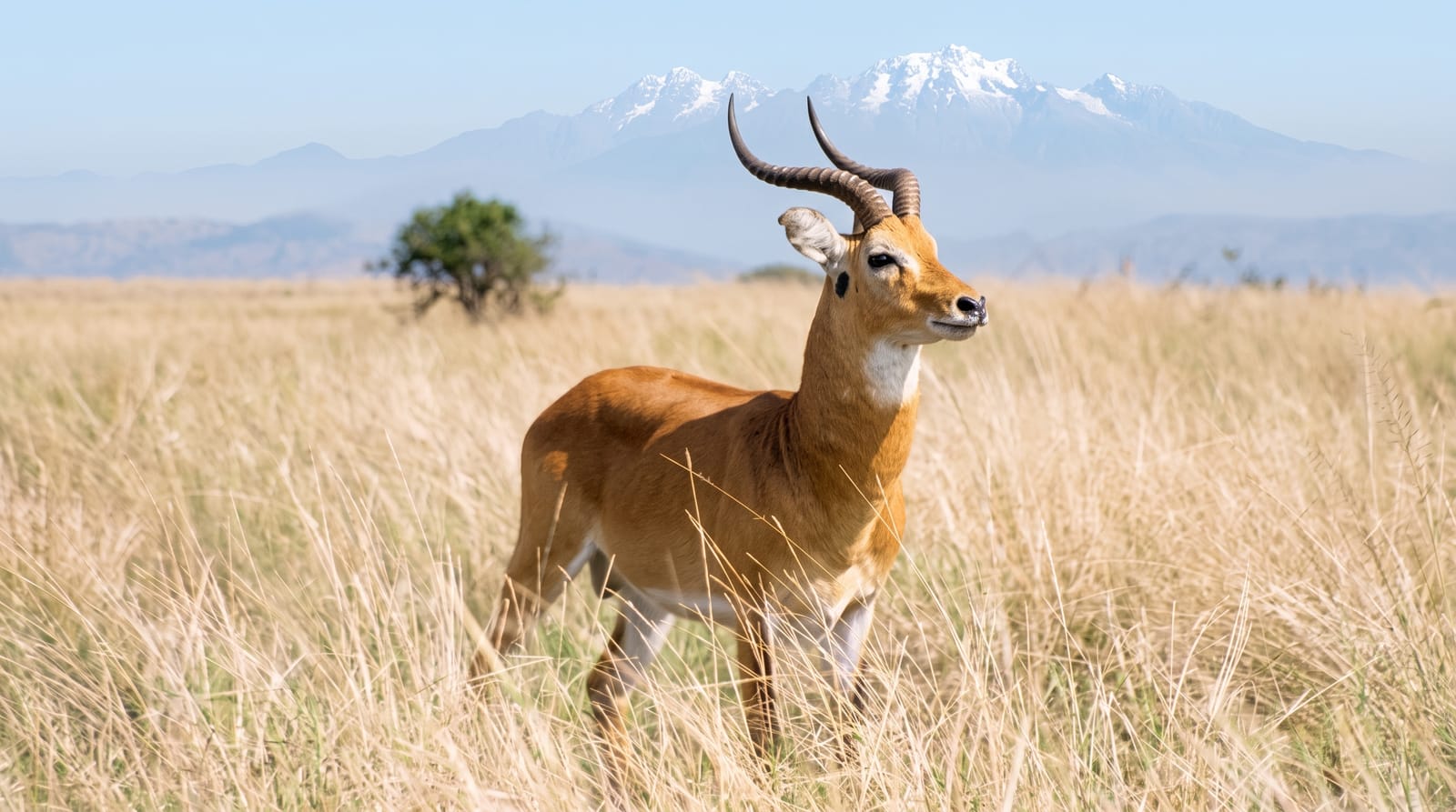Queen Elizabeth National Park