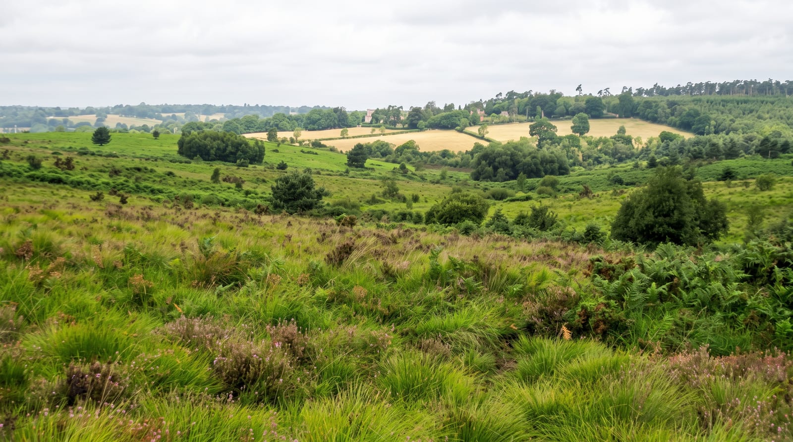 Ashdown Forest