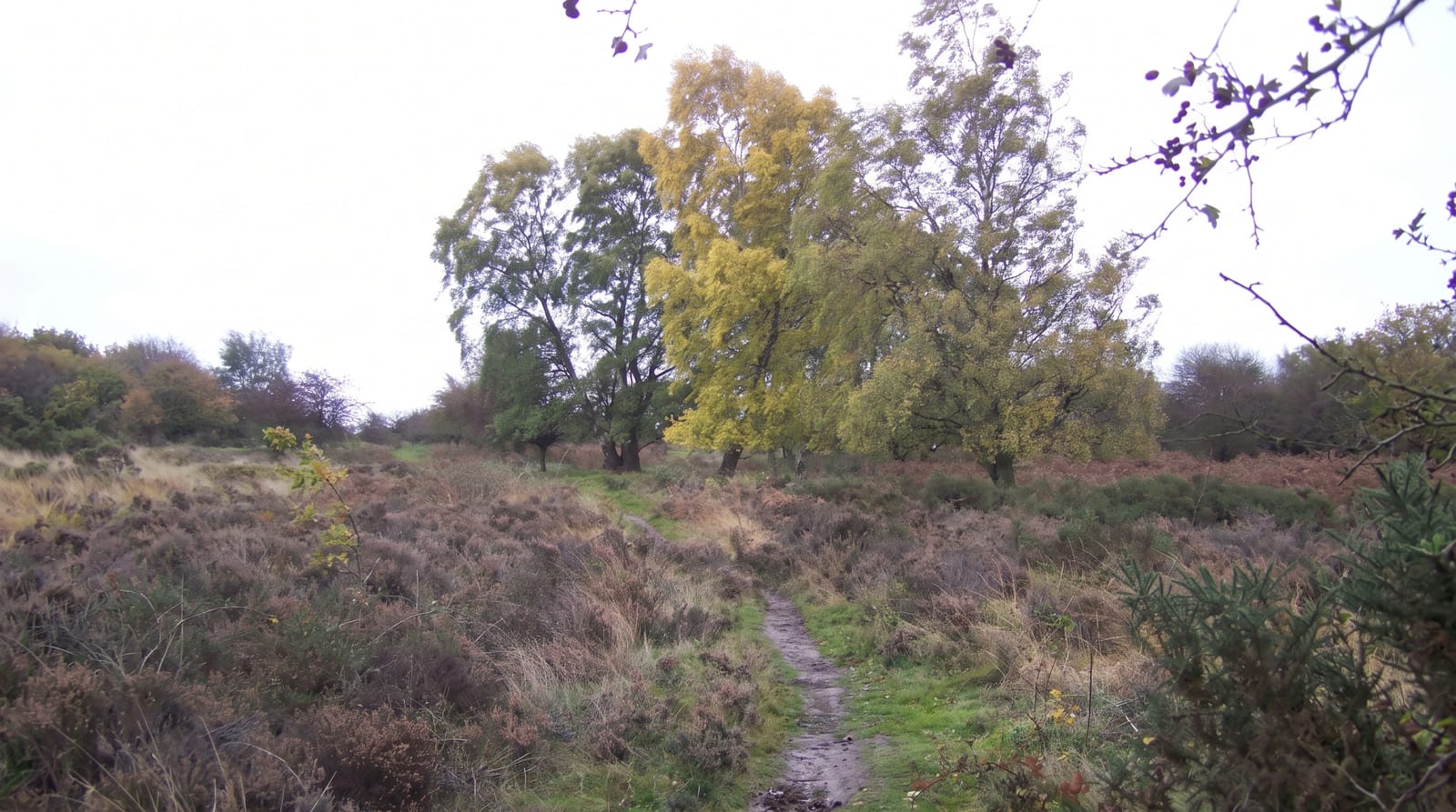 Cannock Chase
