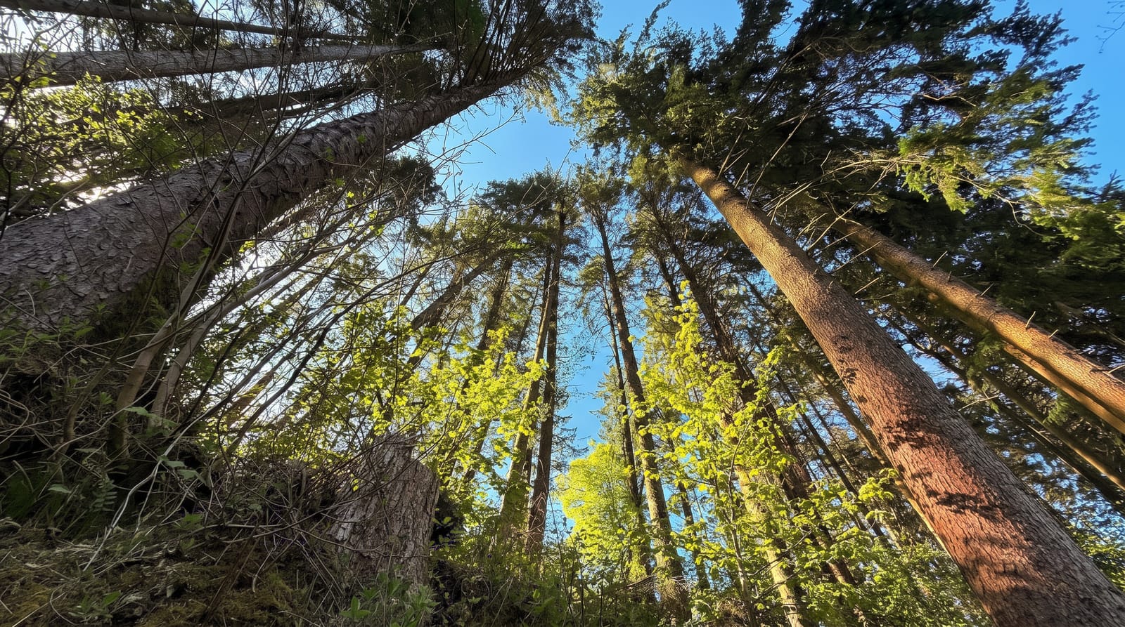 Glenariff Forest Park