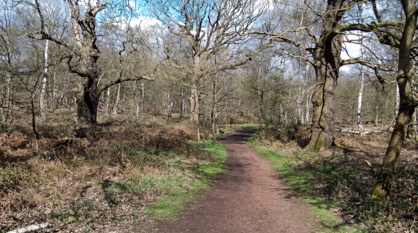 Sherwood Forest