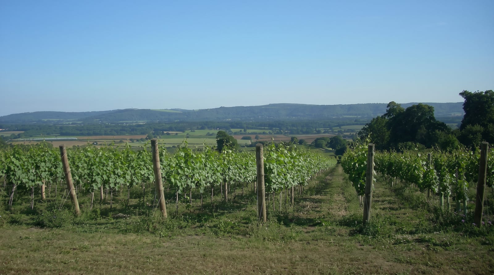 Sussex Vineyards
