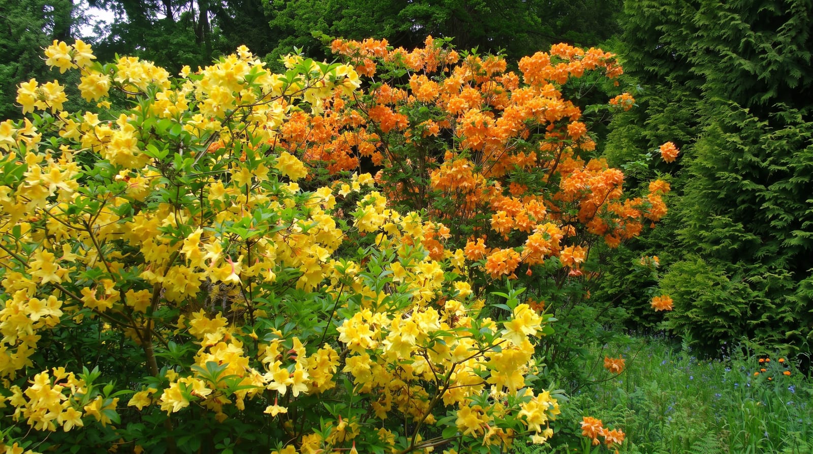 Westonbirt Arboretum