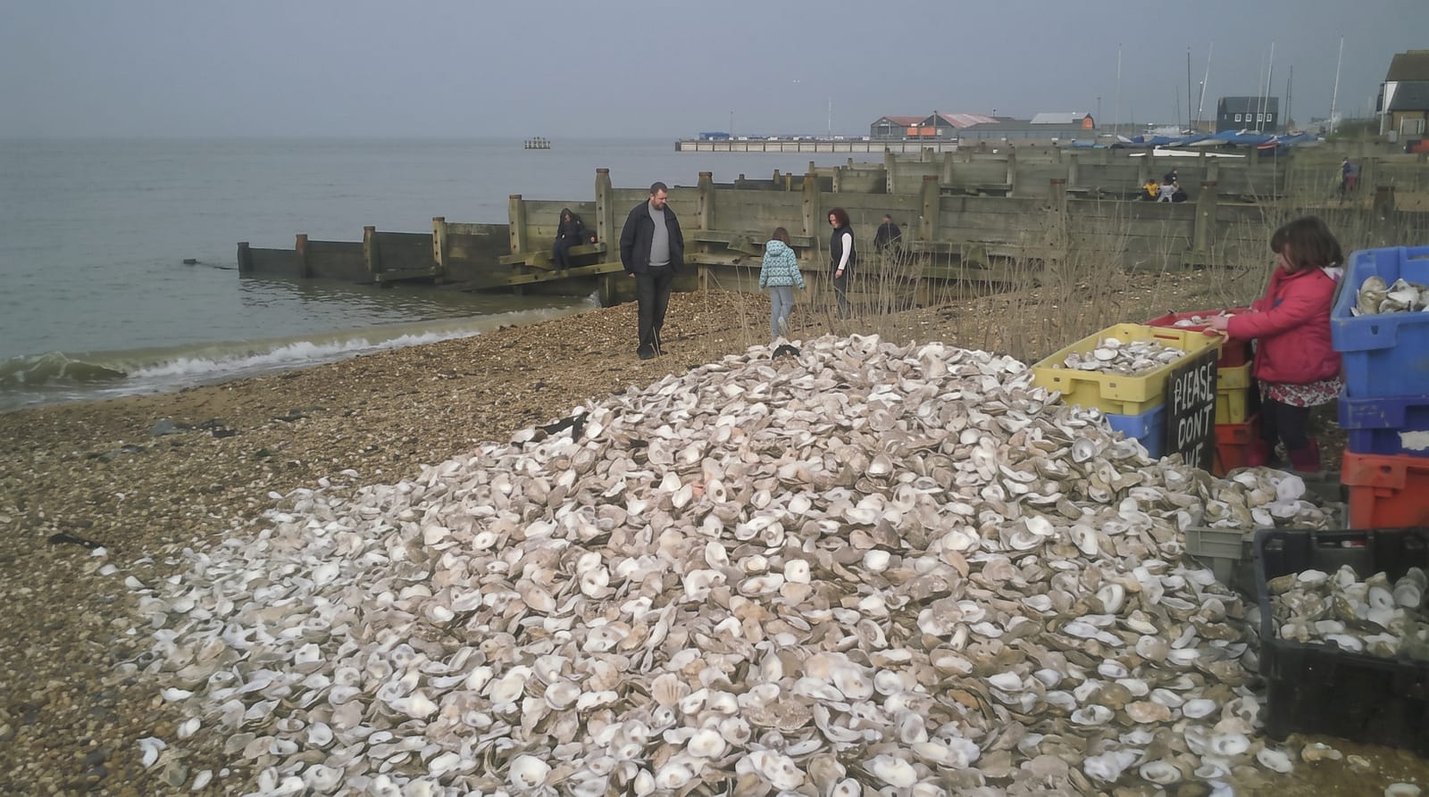 Whitstable Oysters