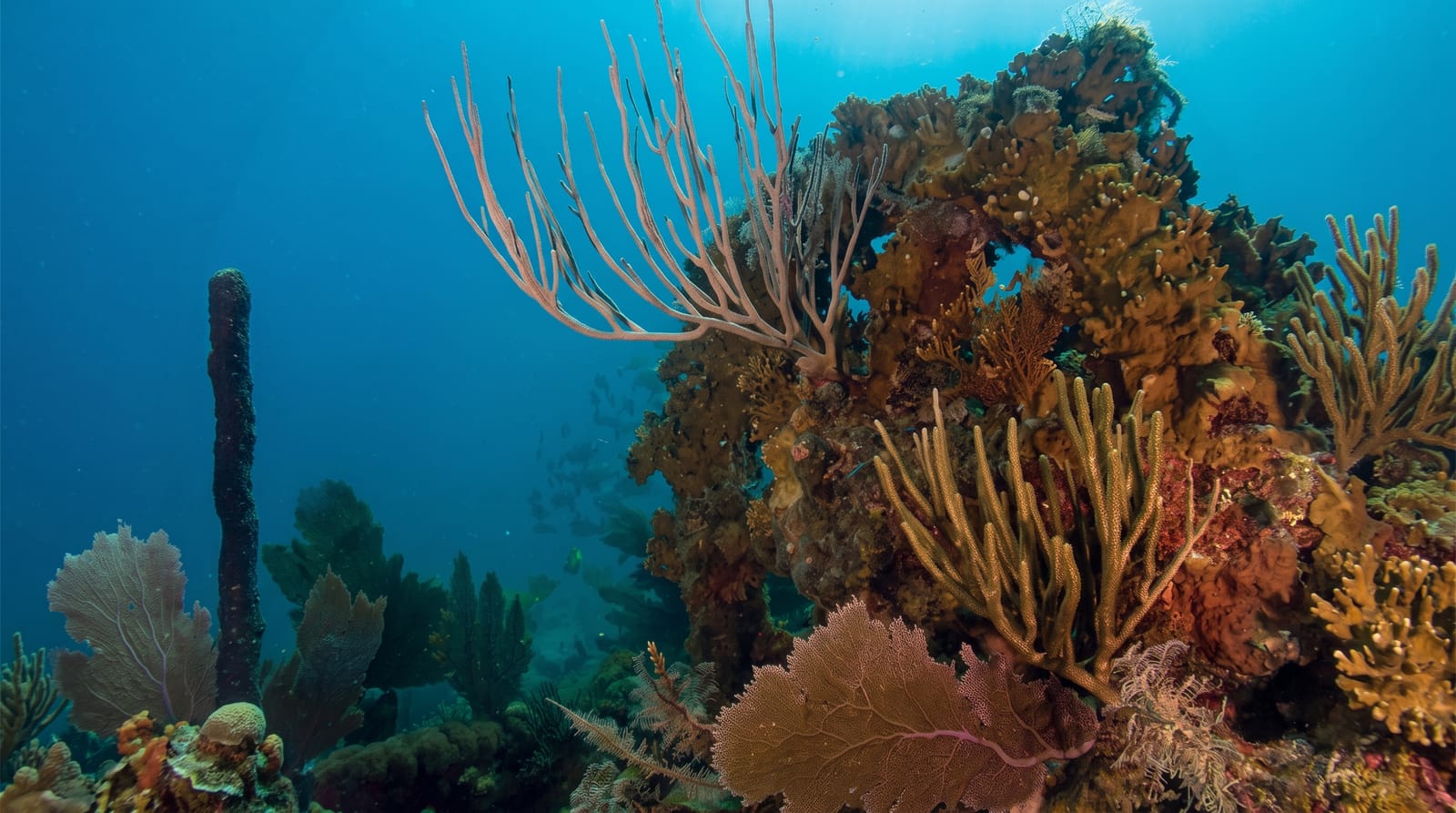 Coral World Ocean Park