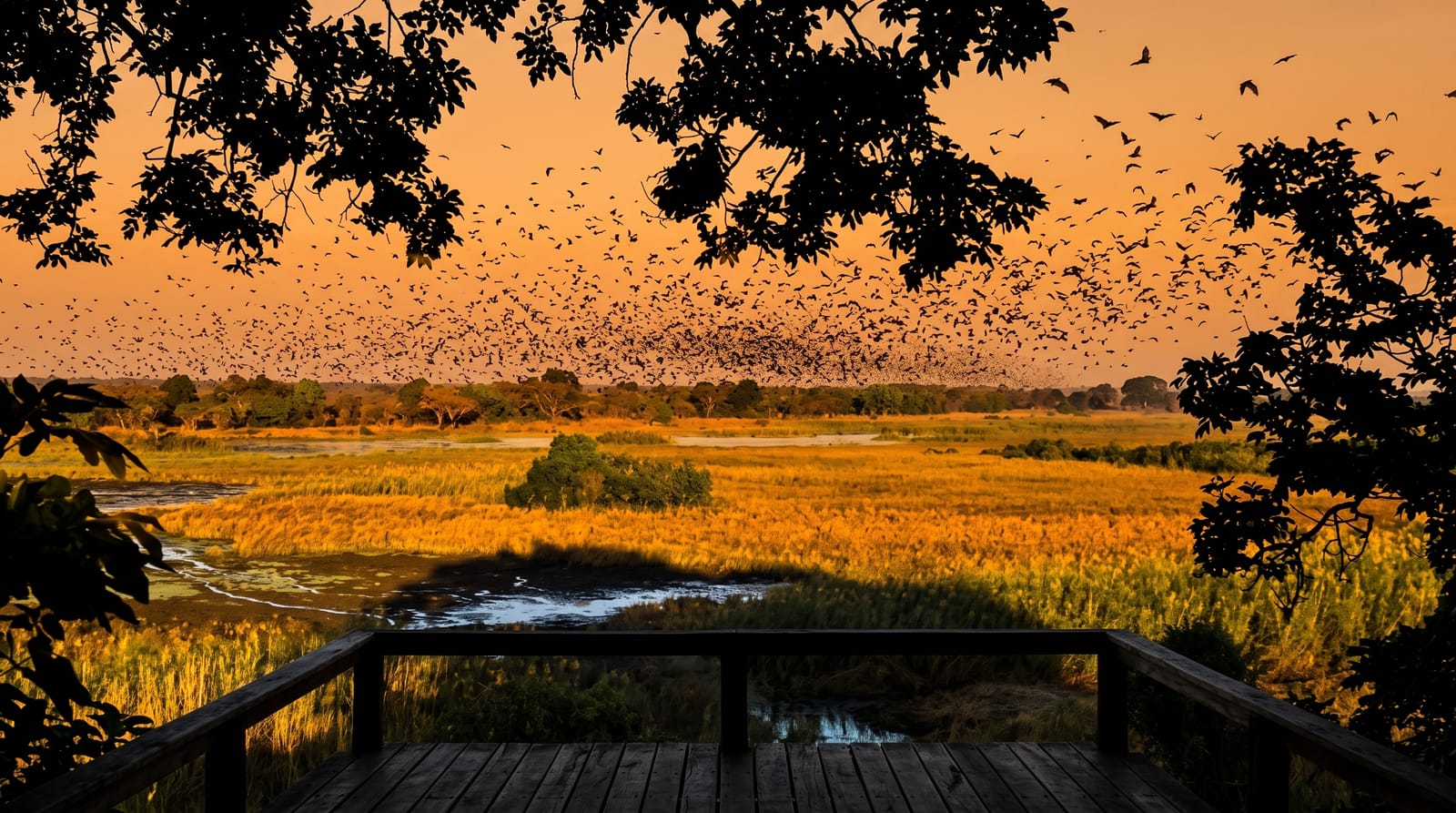 Kasanka Bat Migration