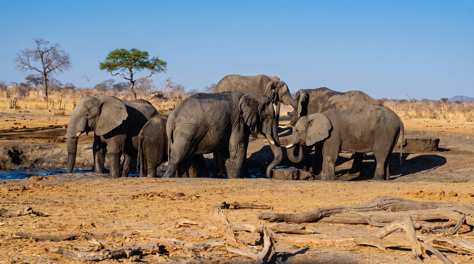 Hwange National Park